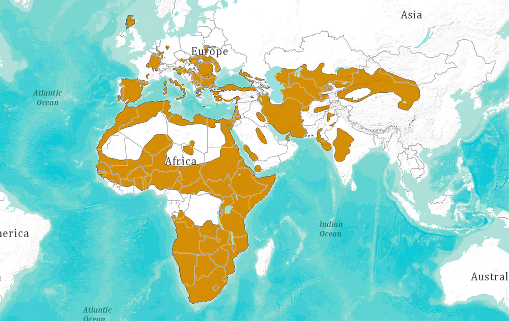 Felis silvestris Ареал обитания на карте