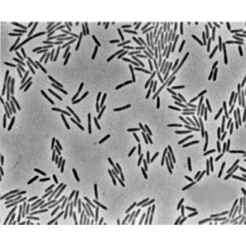 Класс Flavobacteriia фото