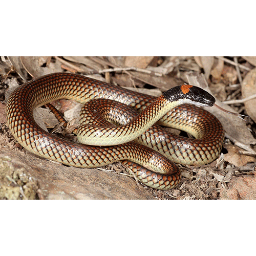  Род Светлоголовые змеи  фото