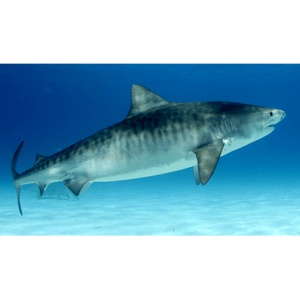  Род Тигровые акулы  фото