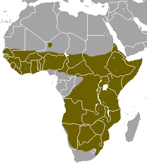Стройный мангуст (Galerella sanguinea) Ареал обитания на карте