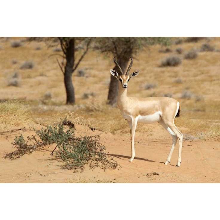 Gazella arabica Фото №2