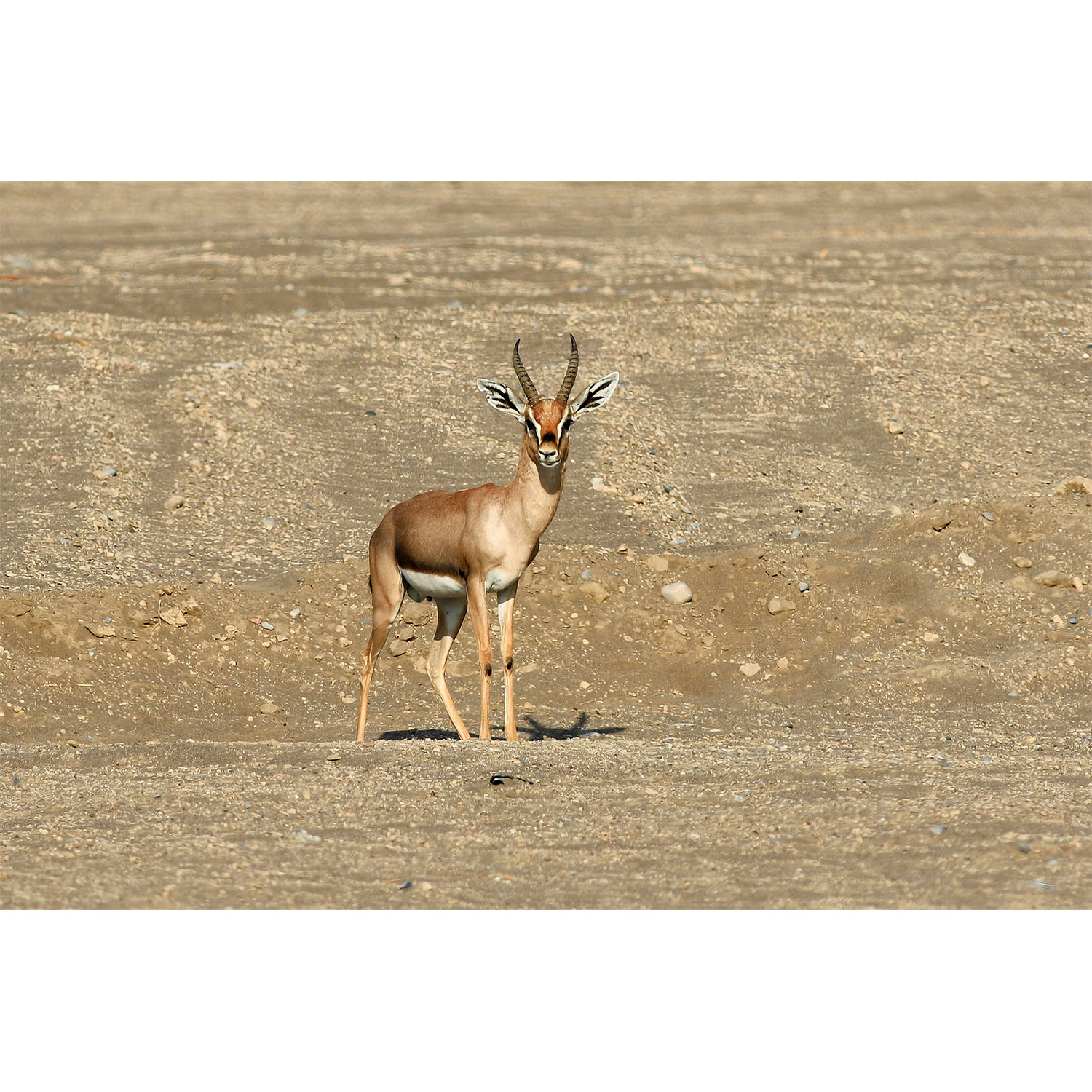Gazella arabica Фото №3