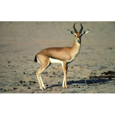 Gazella arabica Фото №4
