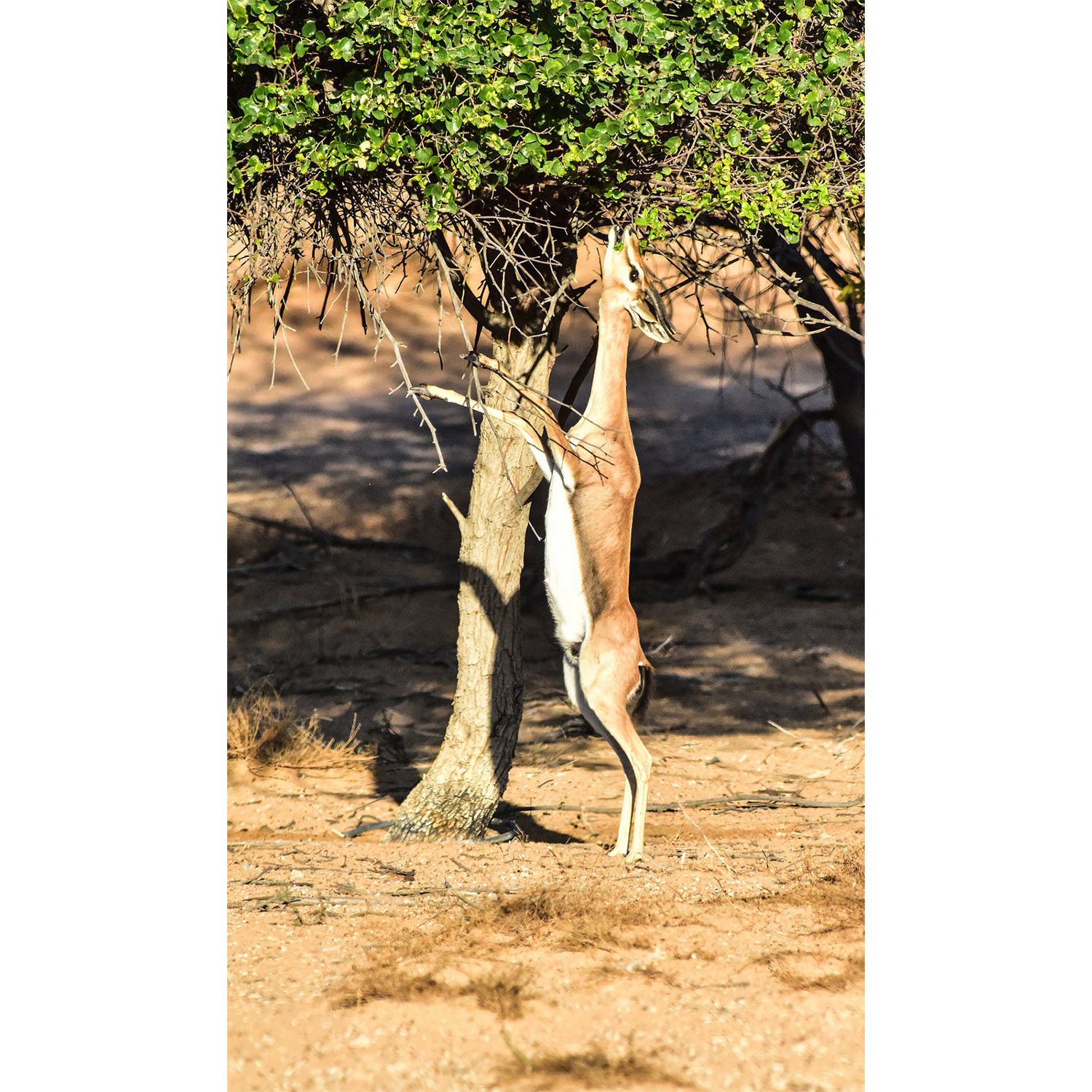 Gazella arabica Фото №5