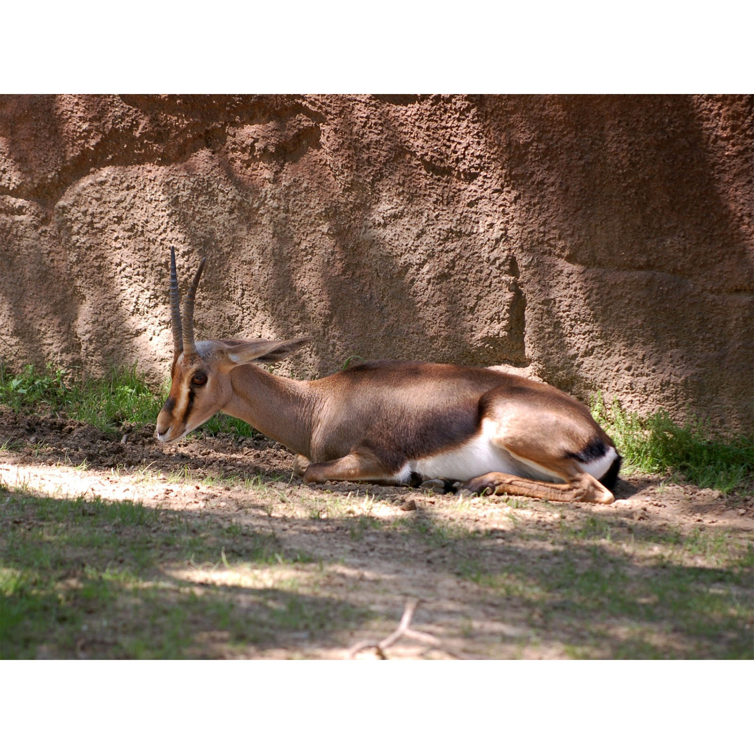 Gazella cuvieri Фото №5