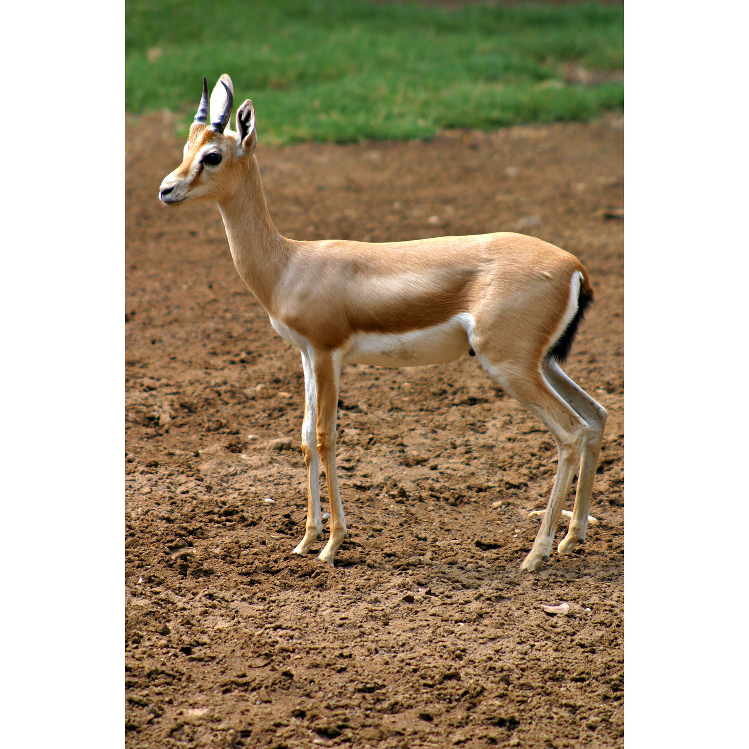 Gazella dorcas Фото №2