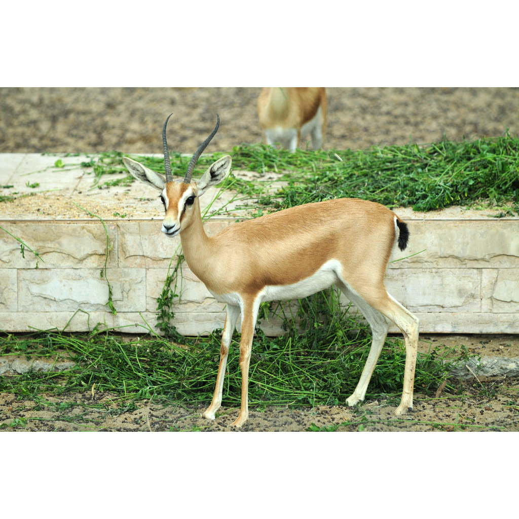 Gazella dorcas Фото №5