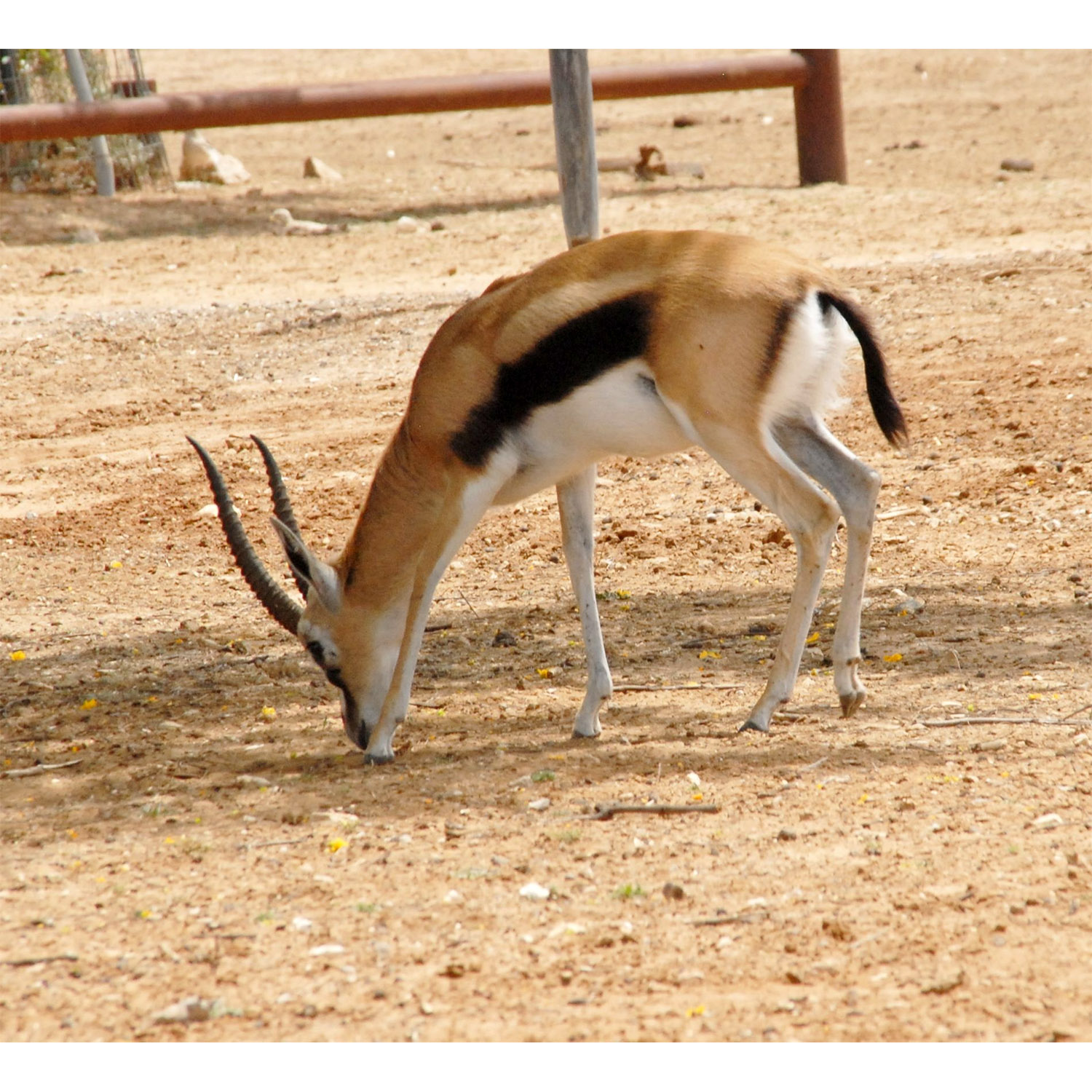 Gazella gazella Фото №2