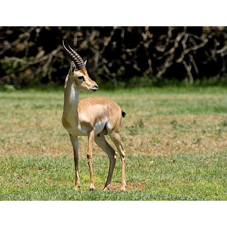 Gazella gazella Фото №5