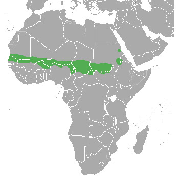 Gazella rufifrons Ареал обитания на карте