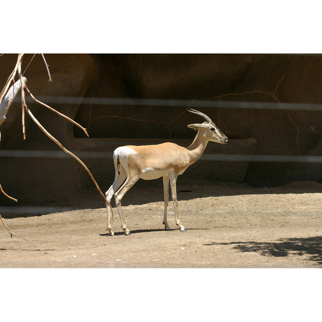 Gazella soemmerringii Фото №5