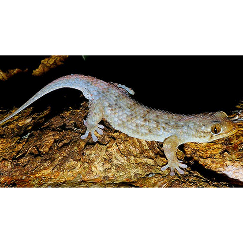  Род Мадагаскарские крупночешуйчастые гекконы  фото
