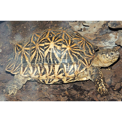  Род Сухопутные черепахи  фото