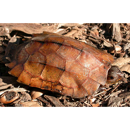 Род Горные черепахи / Геоемиды фото