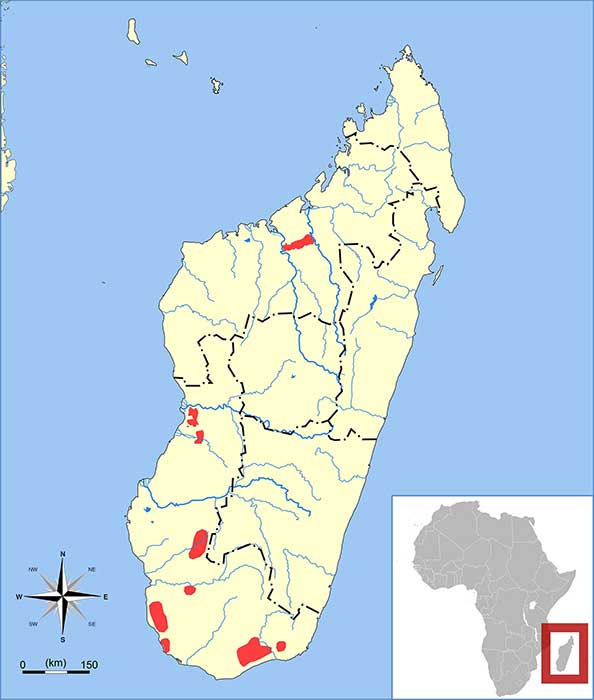 Geogale aurita Ареал обитания на карте