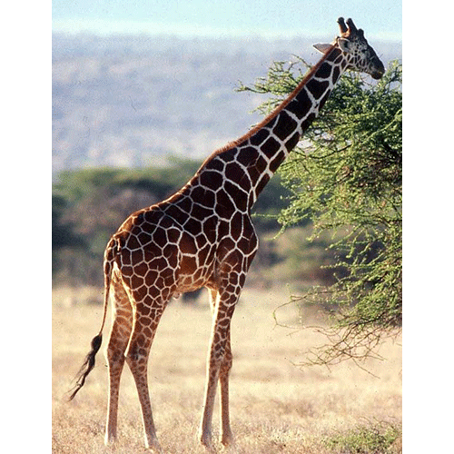 Род Жирафы  фото