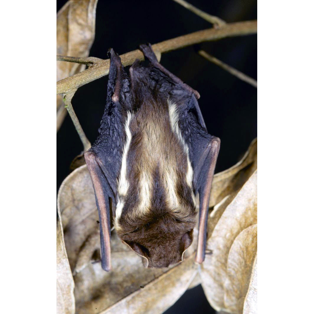 Нигерийский выростогуб (Glauconycteris poensis) Фото №7