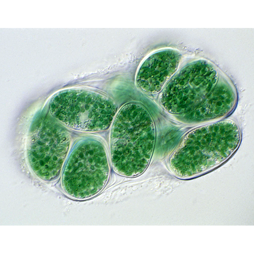 Тип Глаукофитовые водоросли фото