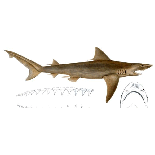  Род Пресноводные серые акулы  фото