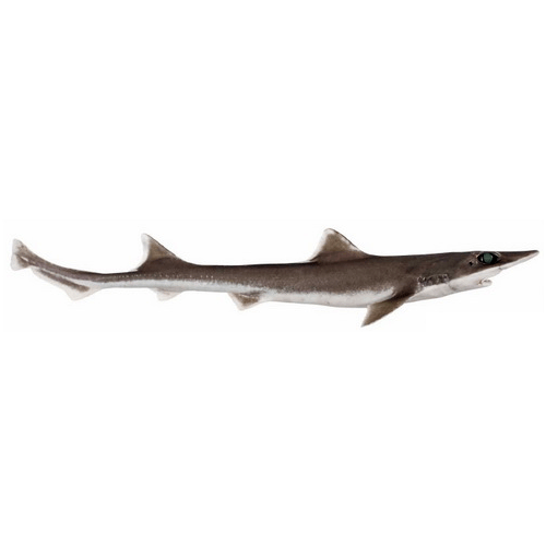  Род Новозеландские тройнозубые акулы  фото