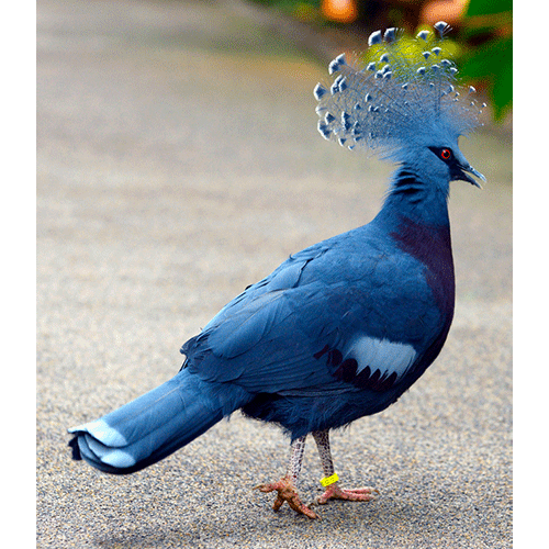 Род Венценосные голуби  фото