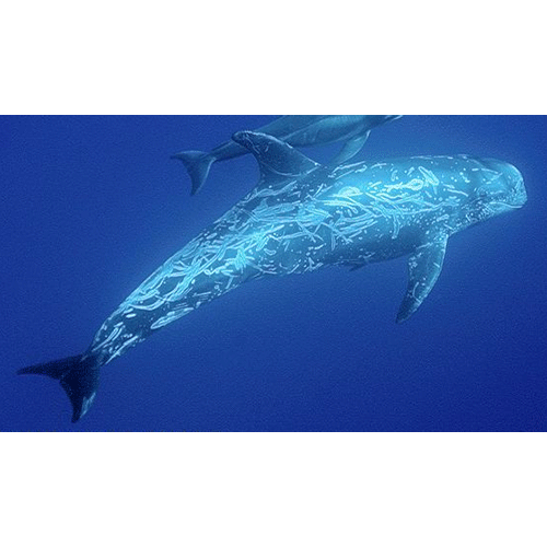 Род Серые дельфины  фото