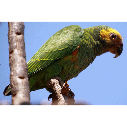  Род Короткохвостые попугаи  фото
