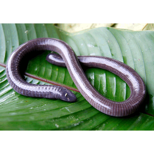  Род Центральноамериканские червяги  фото