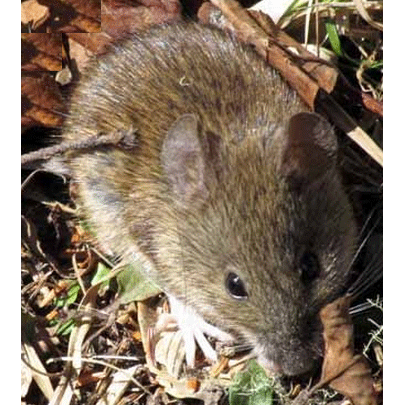 Род Манипурские кустарниковые крысы  фото