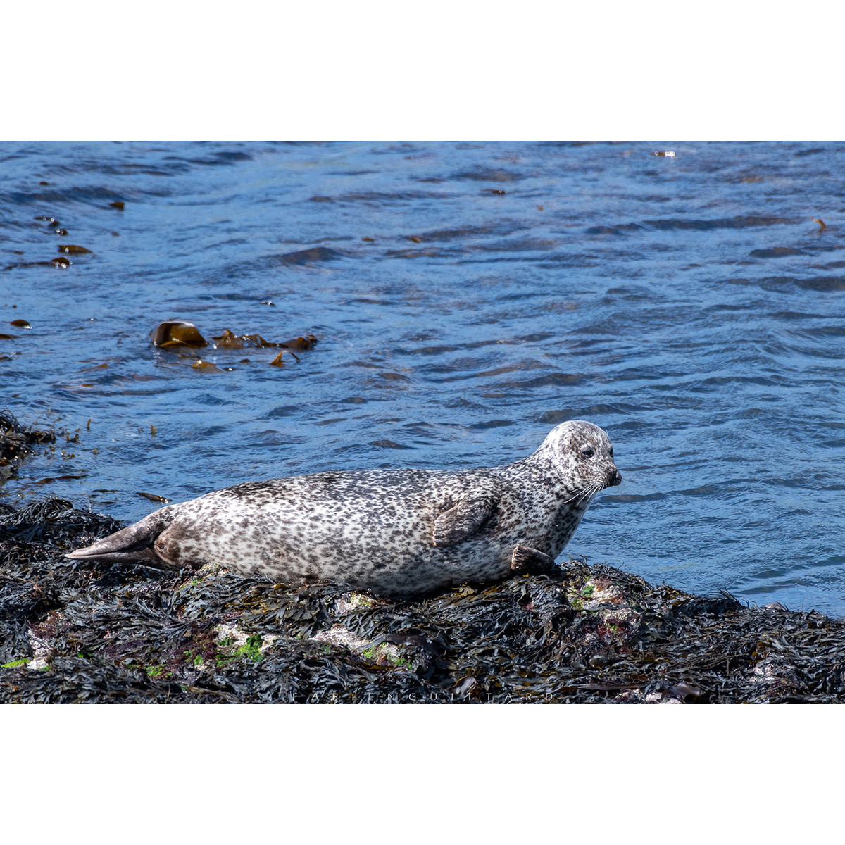 Длинномордый тюлень (Halichoerus grypus) Фото №4