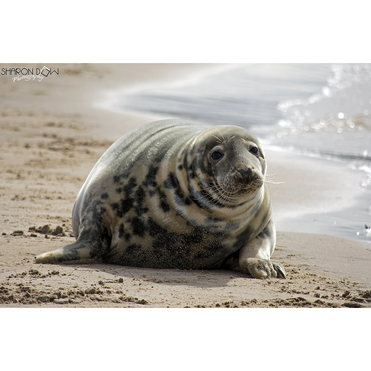 Длинномордый тюлень (Halichoerus grypus) Фото №5