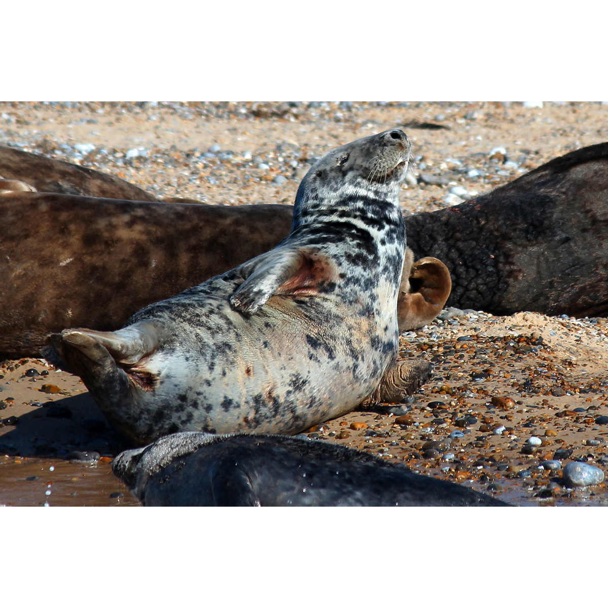 Длинномордый тюлень (Halichoerus grypus) Фото №6