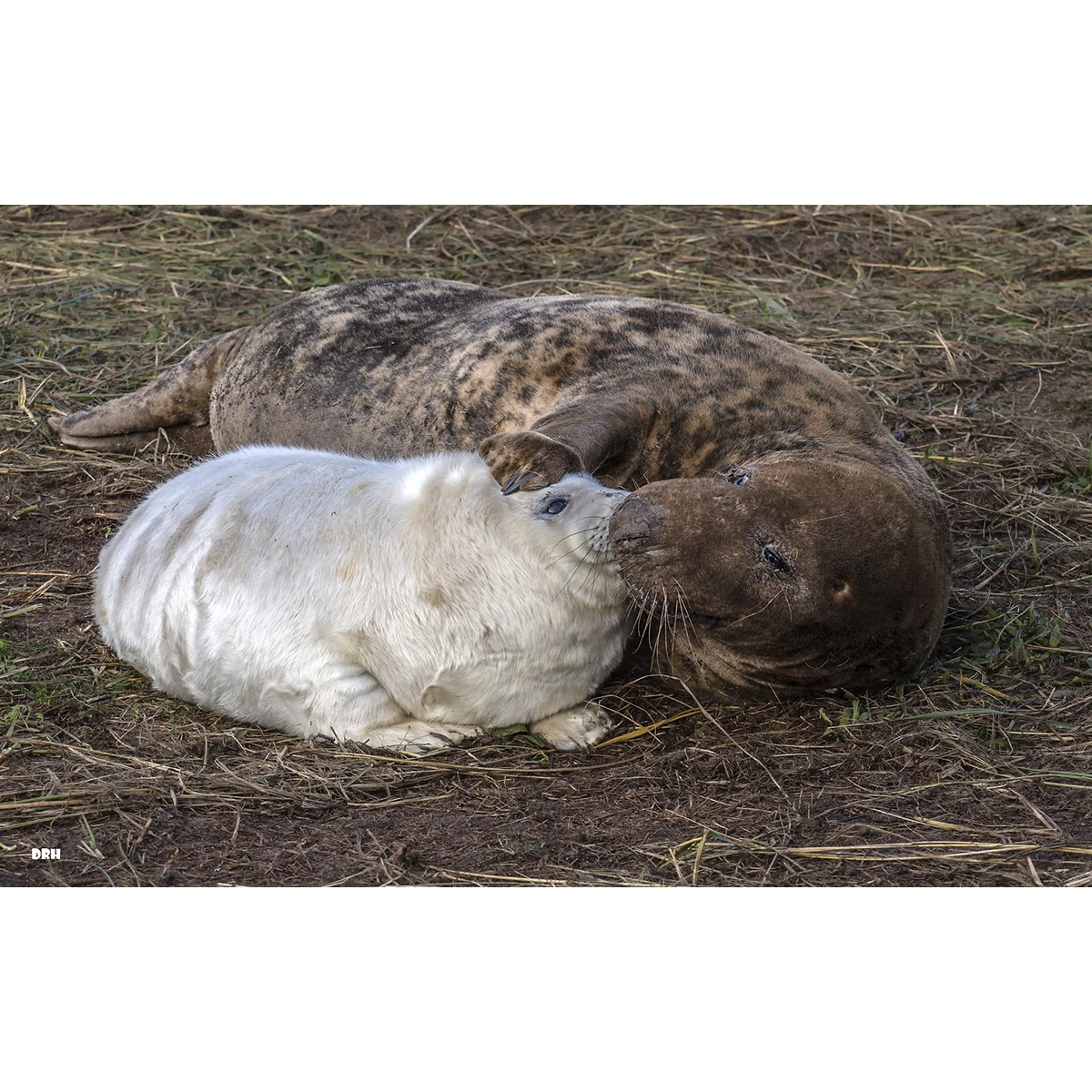 Длинномордый тюлень (Halichoerus grypus) Фото №8