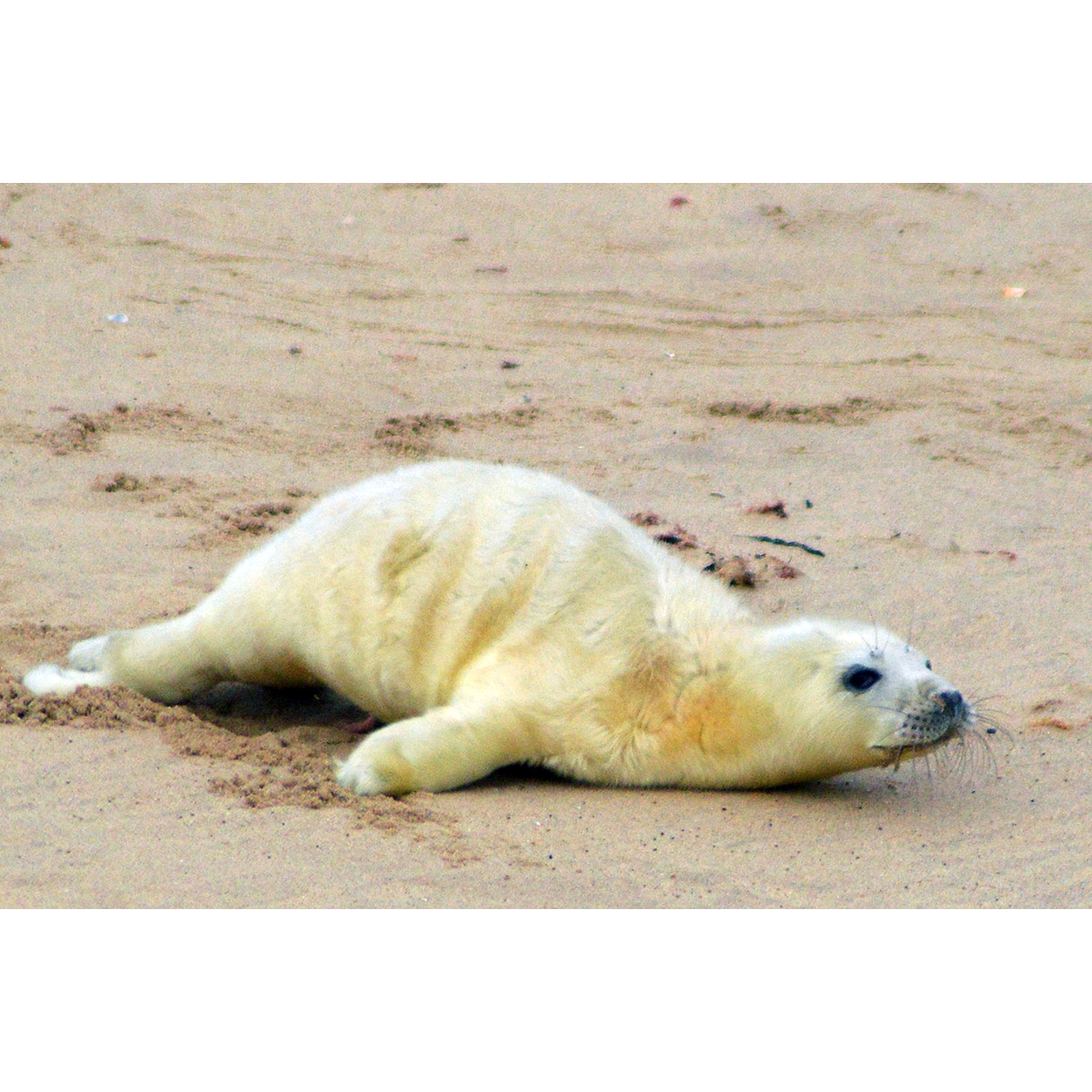 Длинномордый тюлень (Halichoerus grypus) Фото №9