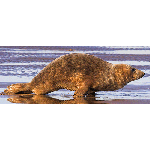 Род Длинномордые тюлени  фото