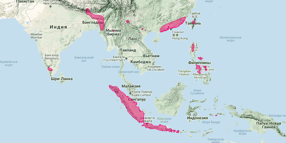 Шерстокрылый трубконос (Harpiocephalus harpia) Ареал обитания на карте