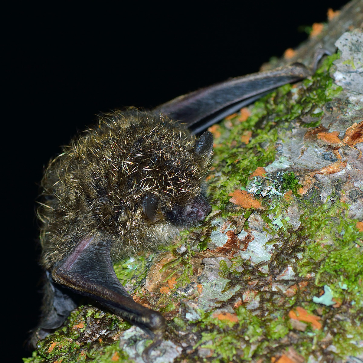 Golden Tipped Tube Nosed Bat (Harpiola isodon) Фото №2