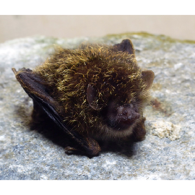 Golden Tipped Tube Nosed Bat (Harpiola isodon) Фото №3