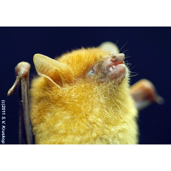 Golden Tipped Tube Nosed Bat (Harpiola isodon) Фото №7