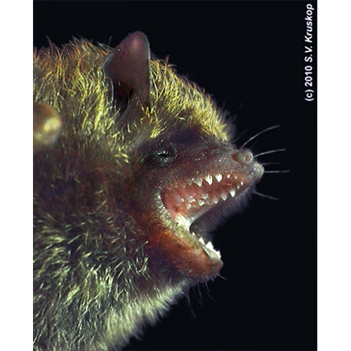Golden Tipped Tube Nosed Bat (Harpiola isodon) Фото №9