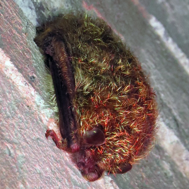 Golden Tipped Tube Nosed Bat (Harpiola isodon) Фото №1