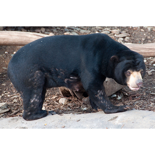 Род Малайские медведи  фото
