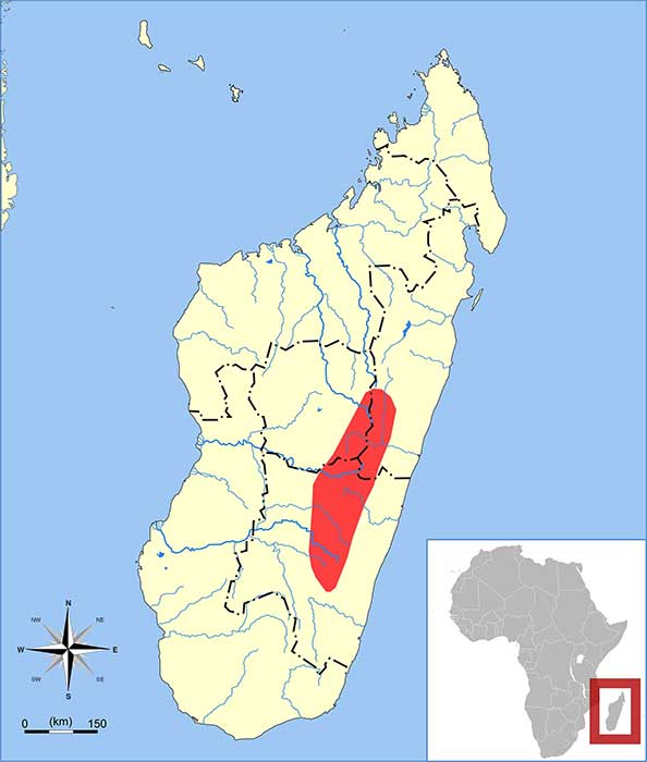 Hemicentetes nigriceps Ареал обитания на карте