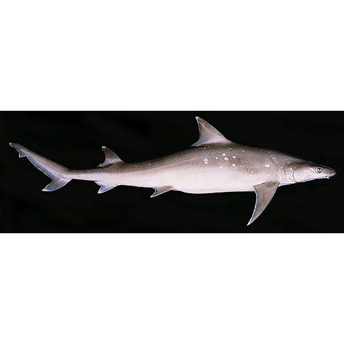  Род Большеглазые акулы  фото