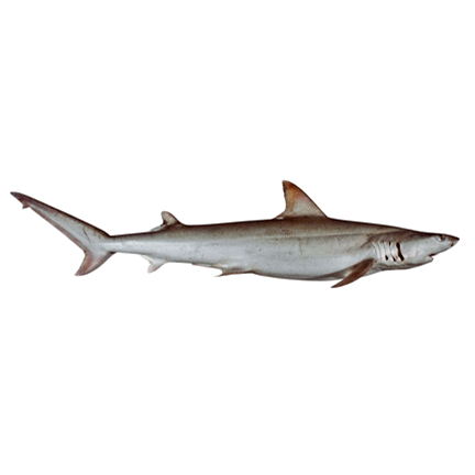  Род Индийские серые акулы  фото