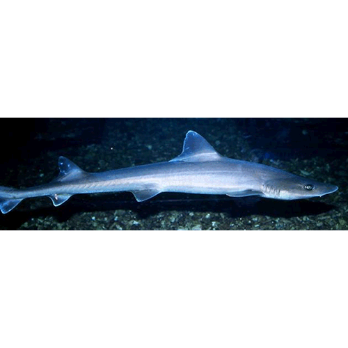  Род Суповые акулы  фото