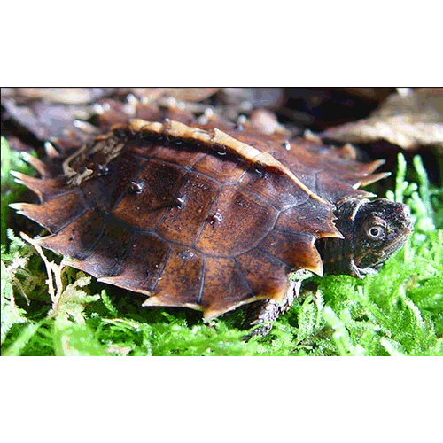  Род Колючие черепахи  фото