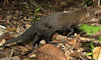 Herpestes brachyurus brachyurus