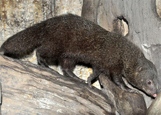 Herpestes brachyurus palawanus